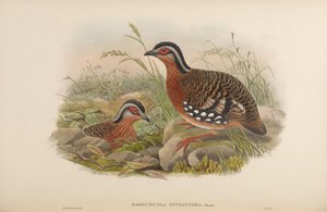 Bambusicola hyperythra = Arborophila hyperythra de John Gould